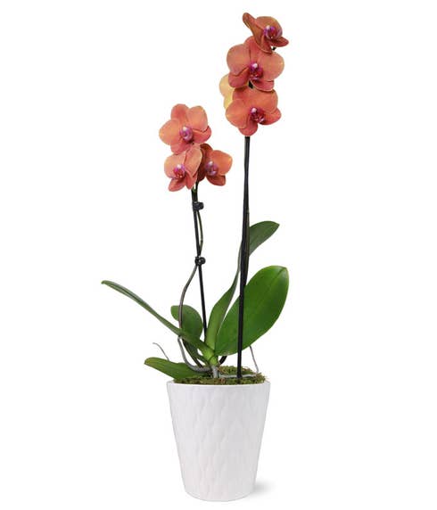 Peach orchid delivery