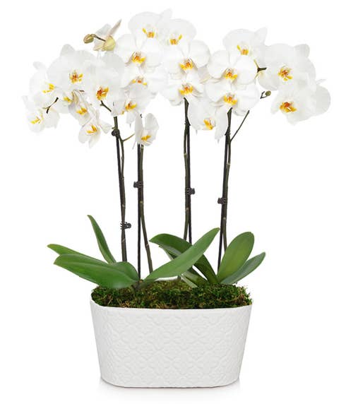 white double spike orchid plant with 4 stems white orchids in a white pot