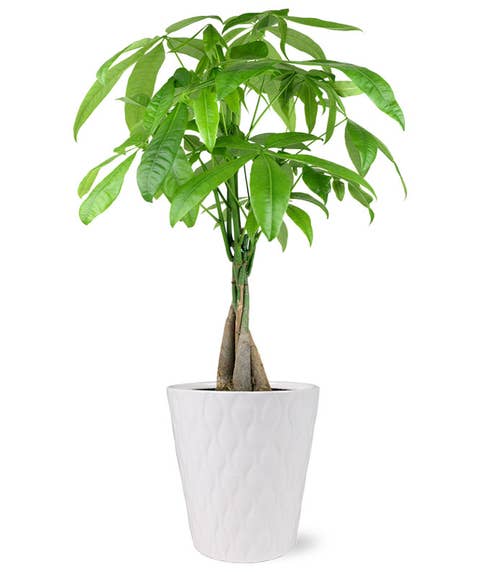 Good luck money tree bonsai plant inside a white ceramic planter pot