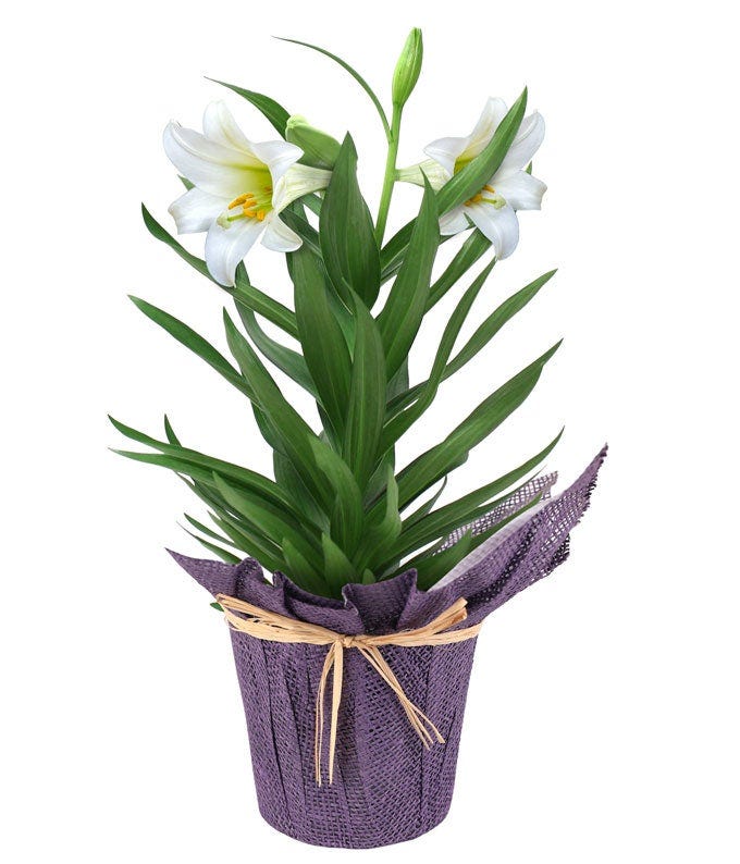 Elegant Easter Lily Planter