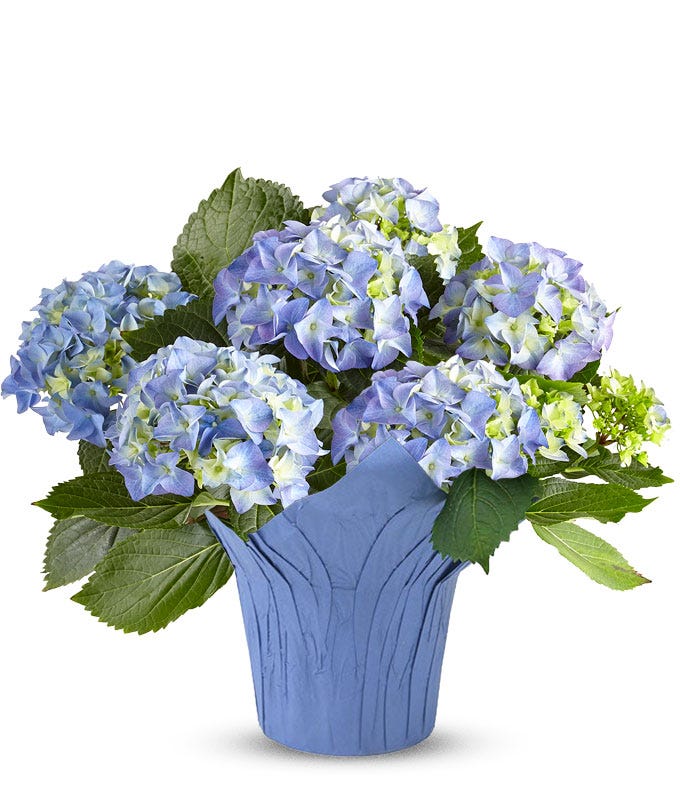 Bold Blue Hydrangea