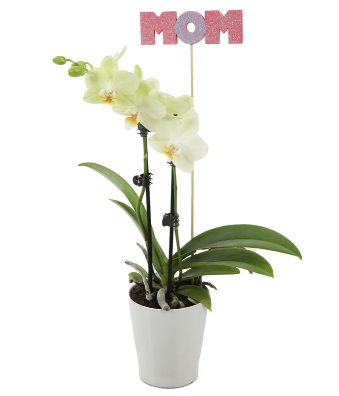 Mother's Day Sunny Yellow Orchid