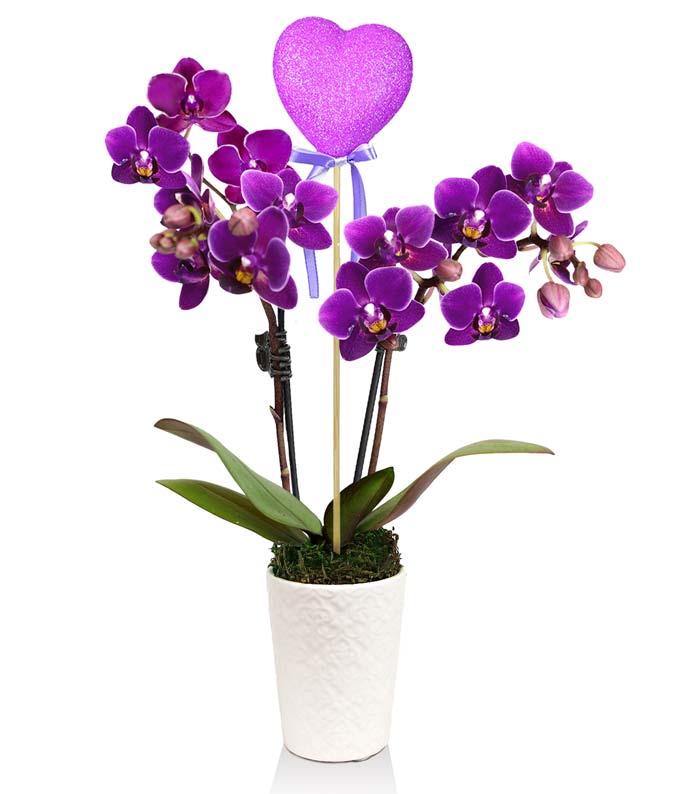 Purple Orchid Plant in a Keepsake White Pot Stands 6 to 10 Inches Tall