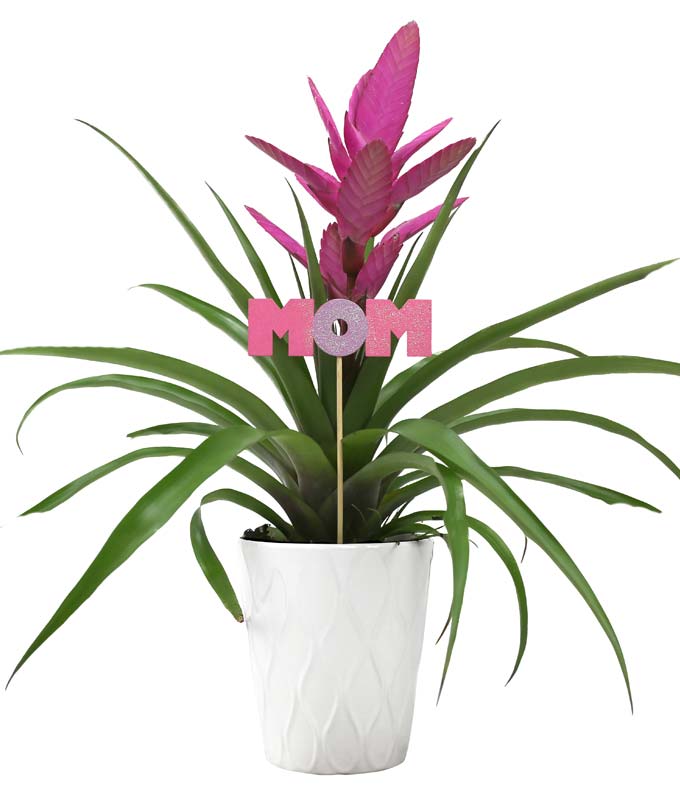 Tropical Potted Plant for Mom