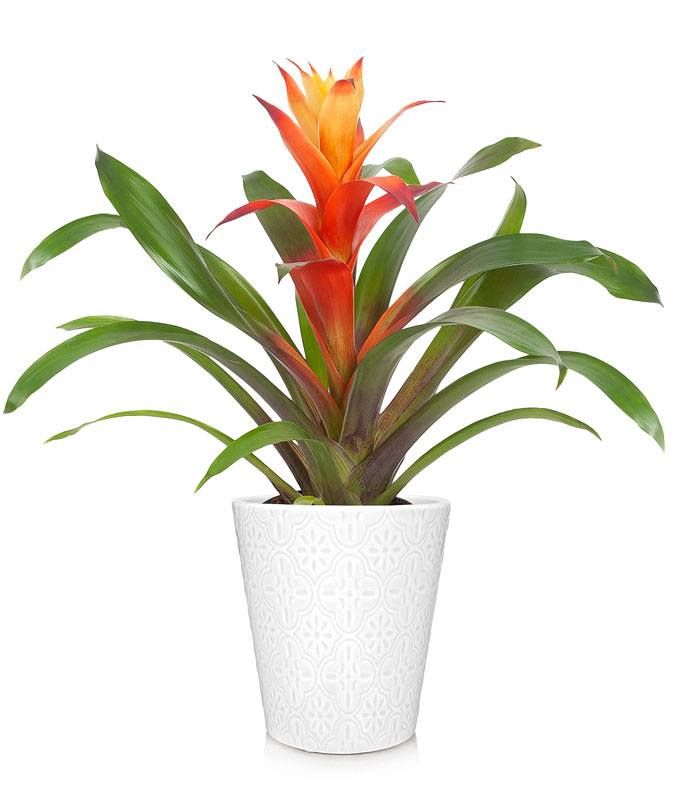 Tropical Sunset Bromeliad