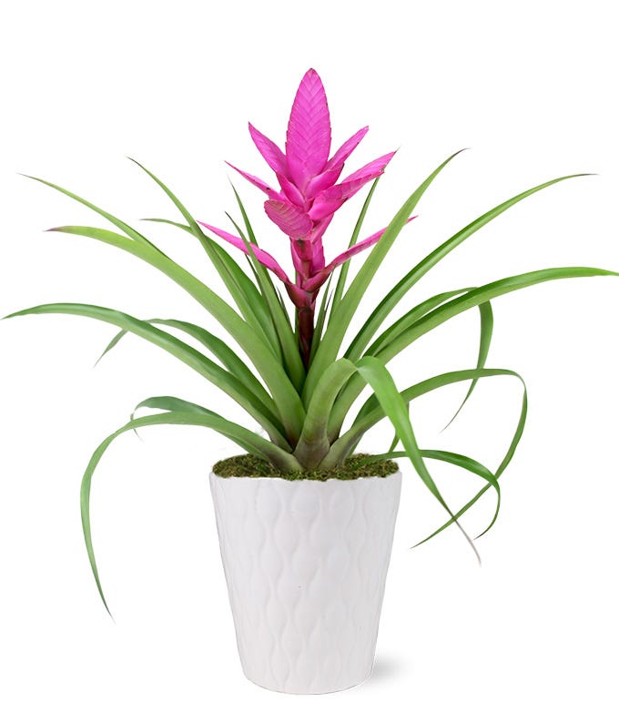 Pink Picturesque Bromeliad