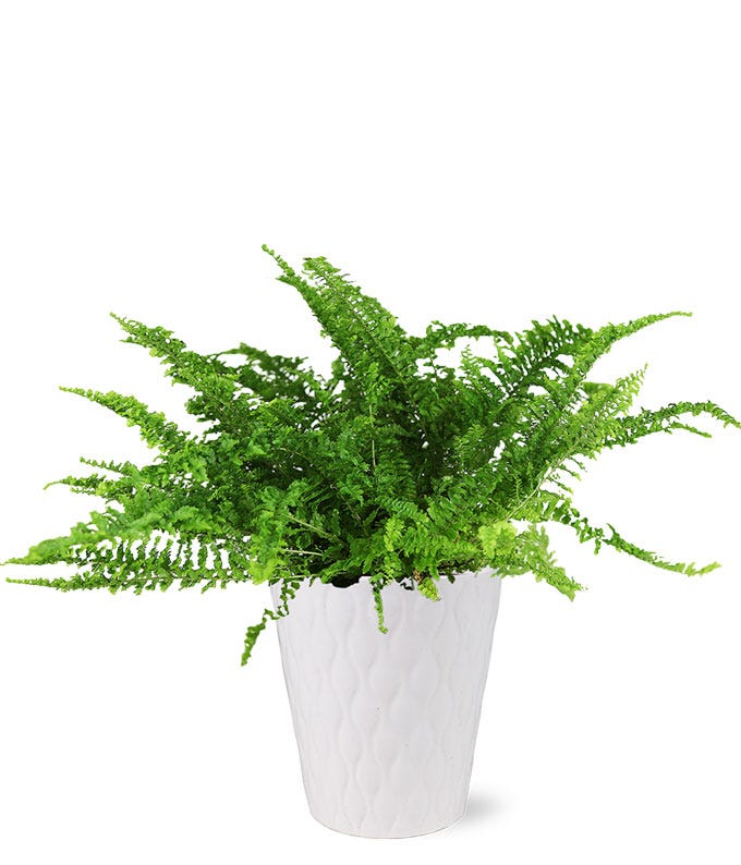 Ruffled Fern Indoor Plant