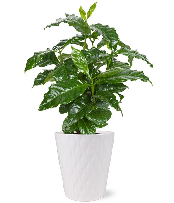 Indoor Ethiopian Coffee Plant