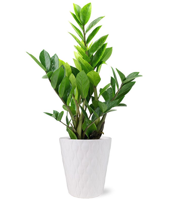 Indoor Potted ZZ Plant