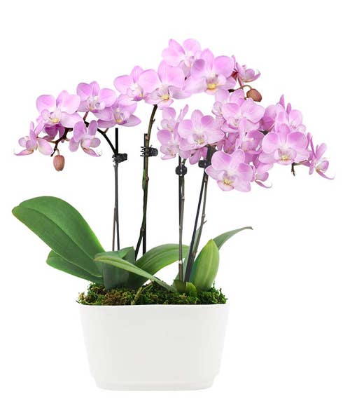 Pink Whimsy Orchid Planter