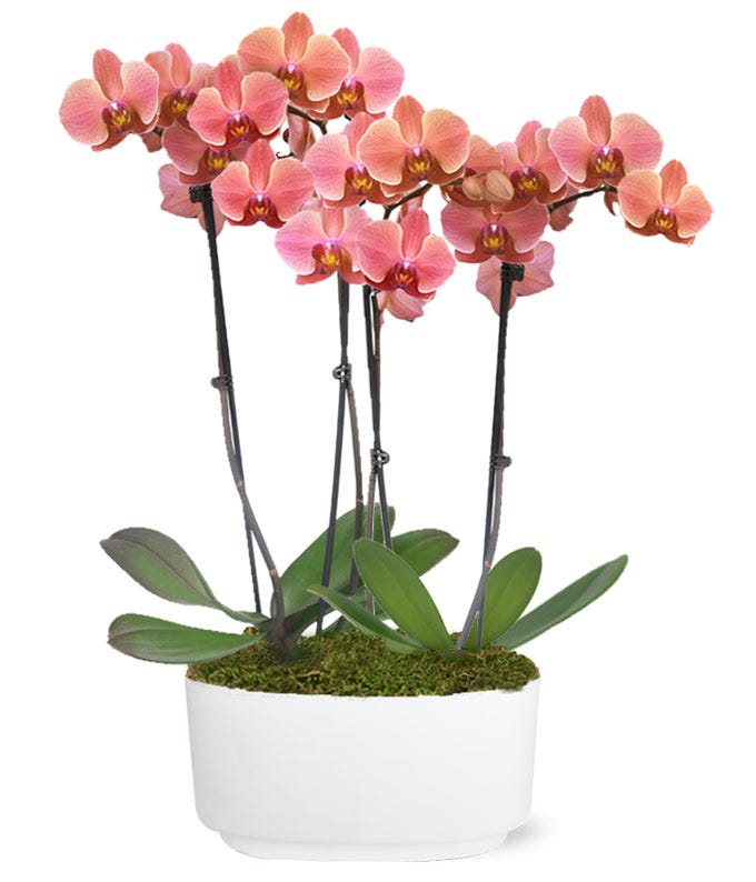 Peachy Keen Orchid Duo Plant