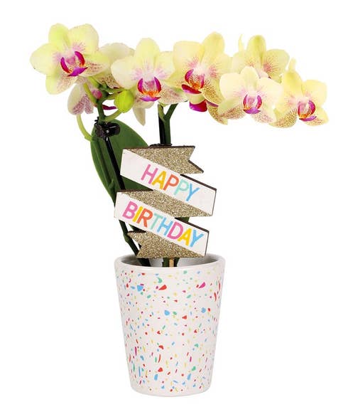 Yellow orchid plant with delicate blooms accented by pink and purple centers, decorated with a colorful