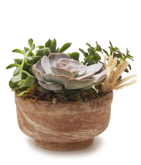 Green plant dish garden delivery with cheap succulent plants in a dish