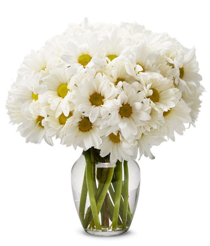 A bouquet of White Daisies in a glass vase