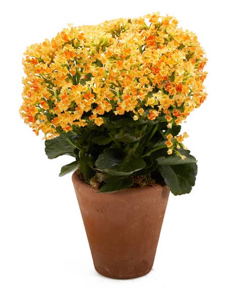 Orange kalanchoe plant and orange kalanchoe planter in a ceramic pot