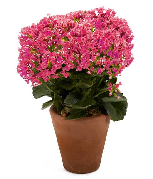 Pink kalanchoe planter delivery