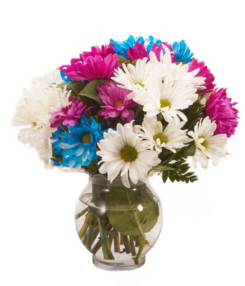 Mixed daisy bouquet a white pink and blue daisies