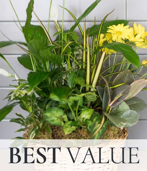 Best value dish garden plant gift at Send Flowers designed by a florist