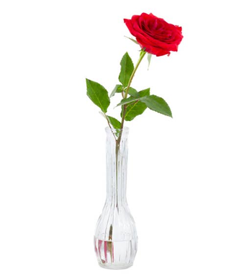 Single rose one red long stem rose, send one rose to someone today