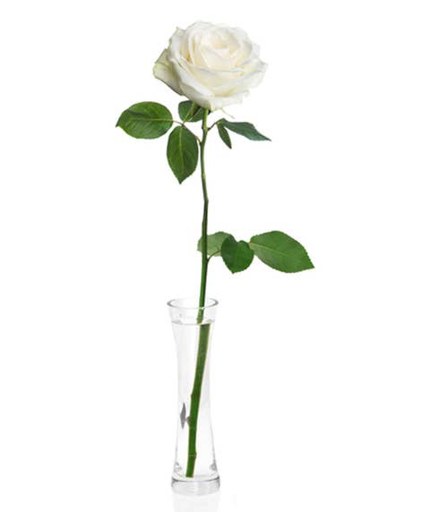 Single white rose bouquet inside of a tall slender glass flower vase
