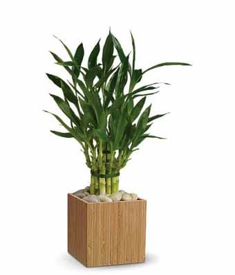 Bamboo plant and cheap flowers with same day flower delivery
