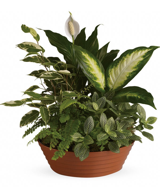 Spathiphyllum, Dieffenbachia, White Hypoestes and Boston Fern in a Circular Container