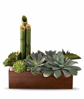 Zen succulent planter