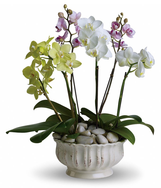 Mixed Phalaenopsis Orchids in a Ceramic Planter with River Rocks