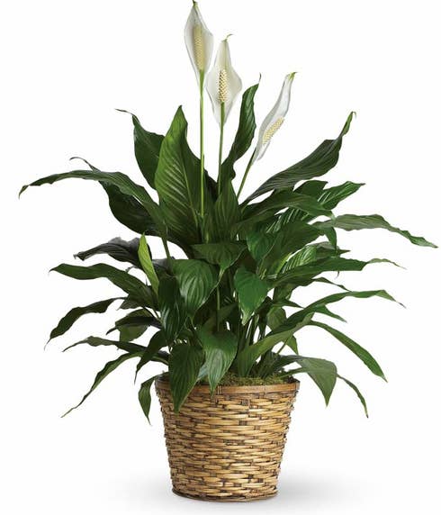 Spathiphyllum plant delivery, a green spathiphyllum planter delivery