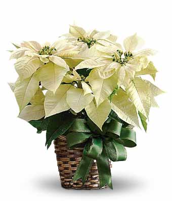 White poinsettia plant and holiday Christmas white poinsettia planter