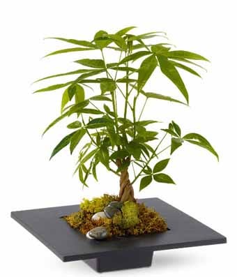 Plant delivery, order plants and get same day money tree delivery