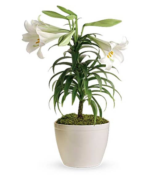 White lily plant and white lily flowering planter comes with card