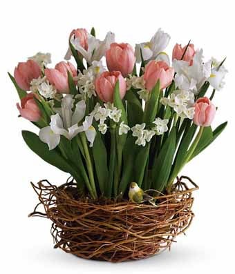 A bouquet of White Irises, Blush Tulips, Ivory Narcissus and Elegant Song Bird in a Wicker Basket