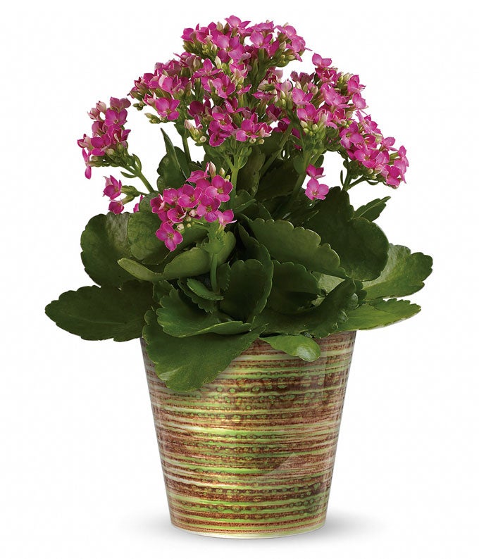Pink Kalanchoe Planter In Pot in a Glazed Cachepot