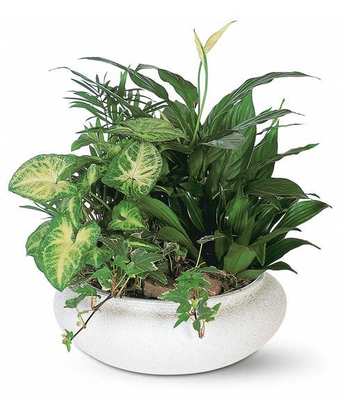 Mixed dish garden plant delivery with palm, ivy, Spathiphyllum and butterfly plant