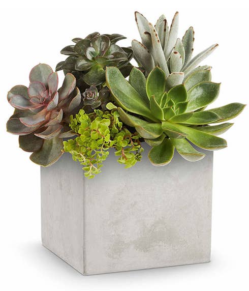 Succulent garden featuring a variety of succulents in a square concrete container.
