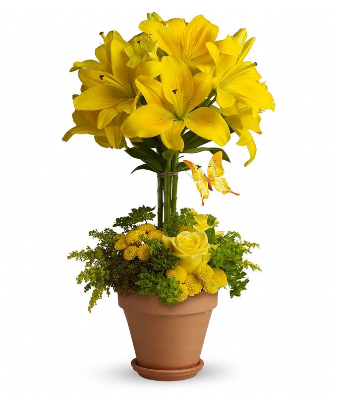 A Bouquet of Golden Roses, Canary Lilies, Lemon Button Chrysanthemums and Assorted Greens in a Terra Cotta Pot