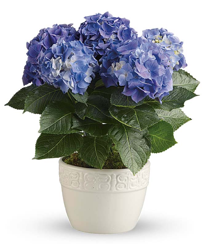 Blue hydrangea plant in a white ceramic potted planter