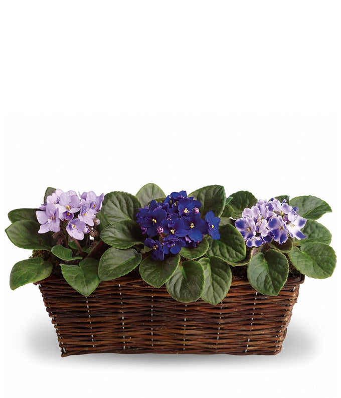 1 Piece Purple African Violet Planter, 2 Pieces Lilac African Violet Planters in a Natural Woven Basket with Card Message