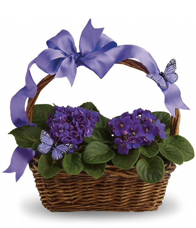 A Bouquet of African Violet Plants in a Natural Handled Basket with Decorative Butterflies and Purple Ribbon