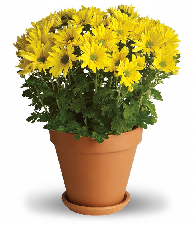 Yellow mum plant and yellow mum planter with terra cotta pot and saucer
