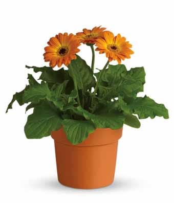 Cheap flower delivery of orange flowers and orange daisies