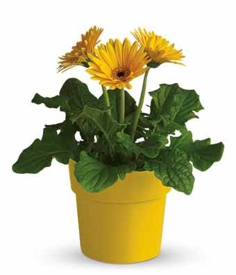 Plant delivery from send flowers for a yellow daisy plant