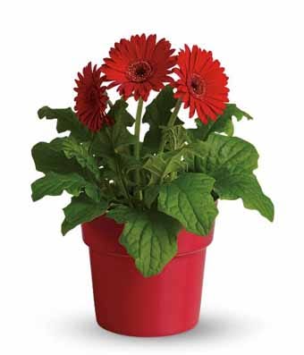 Order flowers online cheap red daisy plant and cheap flowers