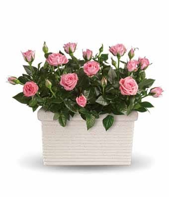 pink rose plant delivery same day, send a pink rose plant today