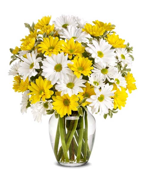 yellow and white daisy bouquet delivery with traditional daisies and yellow daisy flowers
