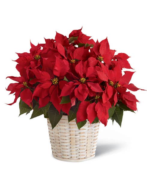 Red poinsettia planter delivery 
