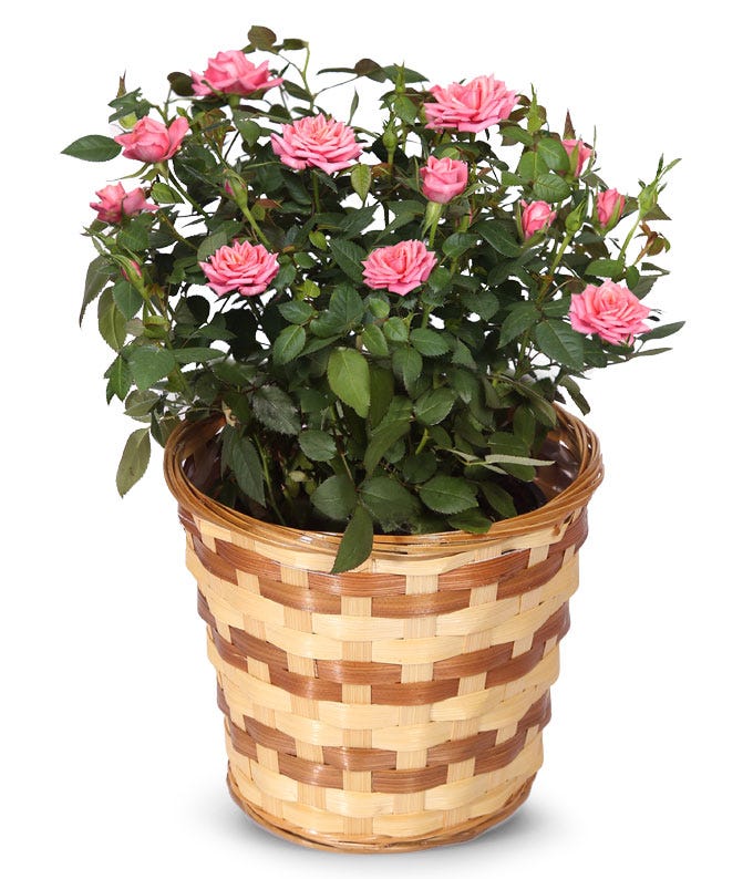 Pink Miniature Rose Plant