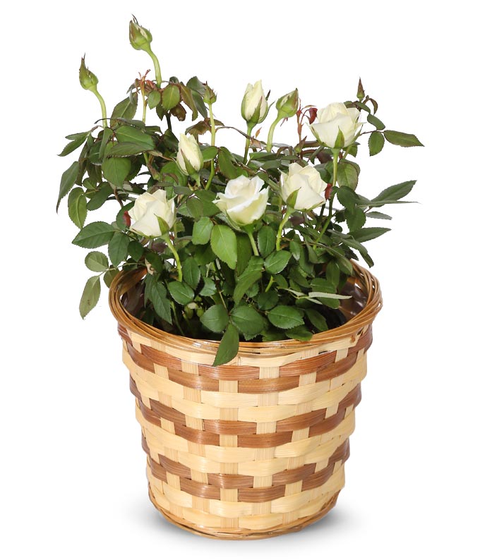 Mini White Roses in Woven Basket