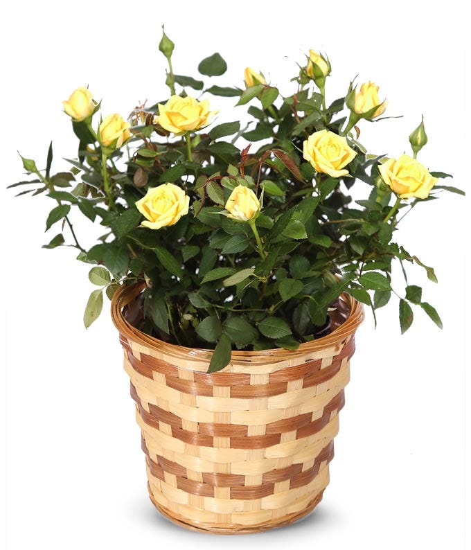 Yellow Miniature Rose Plant